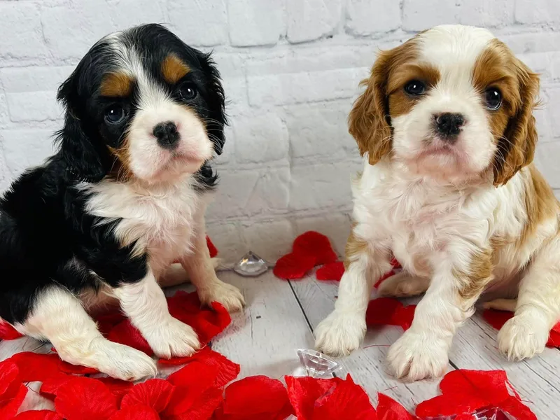 Eagle Crest Cavaliers