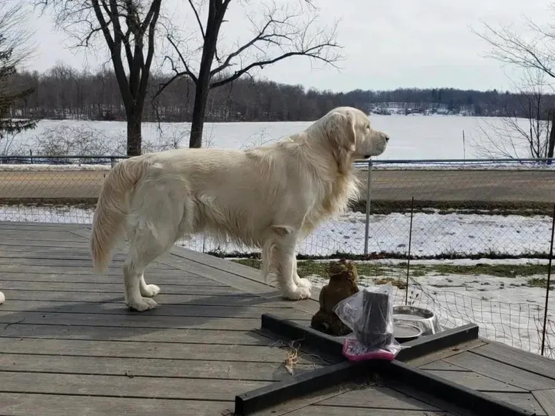 Eagle Lake English Cream's