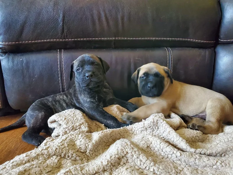 Eagle Mastiffs