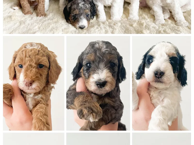 Eagle Mountain Doodles