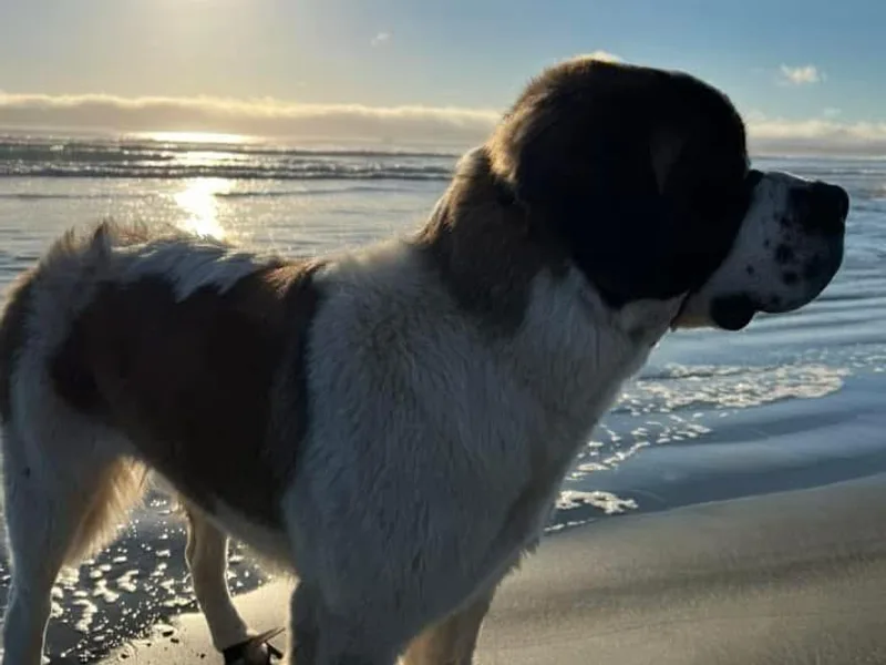 Eagle Mountain Saints