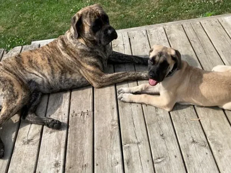 Eagle Pond Mastiffs