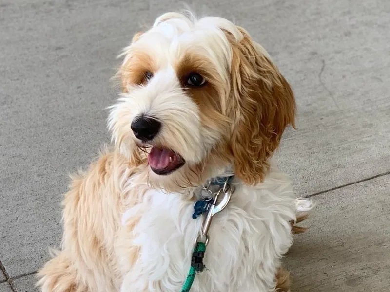 Eagle Ridge Australian Labradoodles