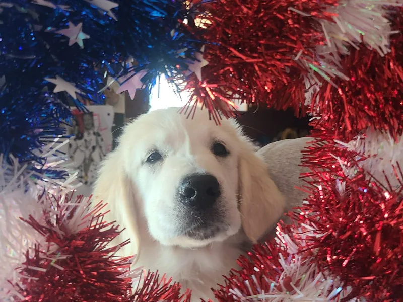 Eagle Ridge Goldens