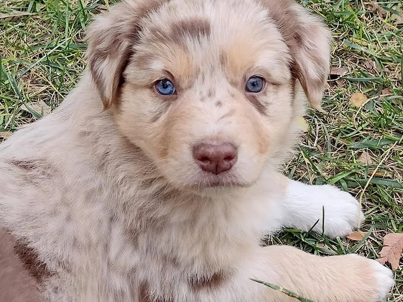 Eagle Valley Australian Shepherds