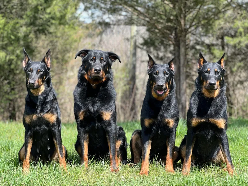 Eagle Valley Beaucerons