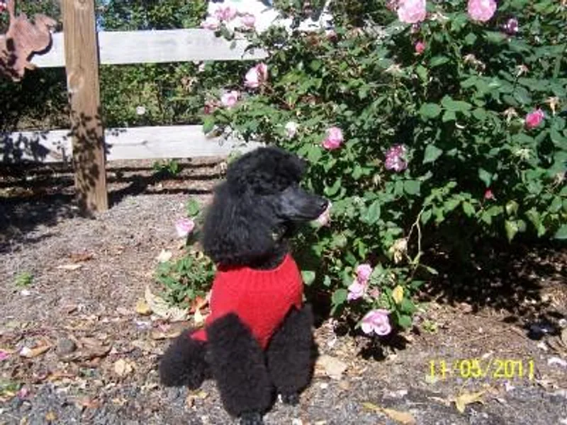 Eaglehill-South Miniature Poodles/Classic Biewer Terriers
