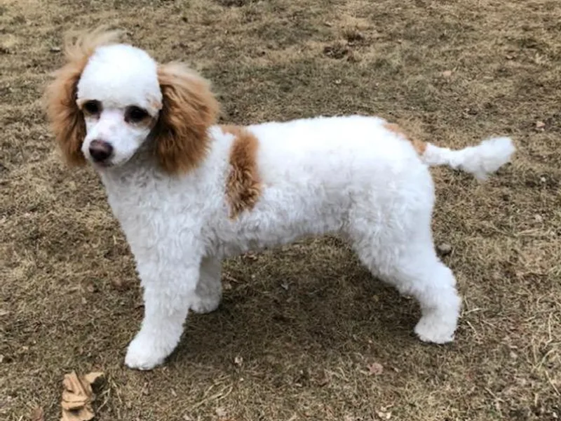 Eagleridge Mini Poodles