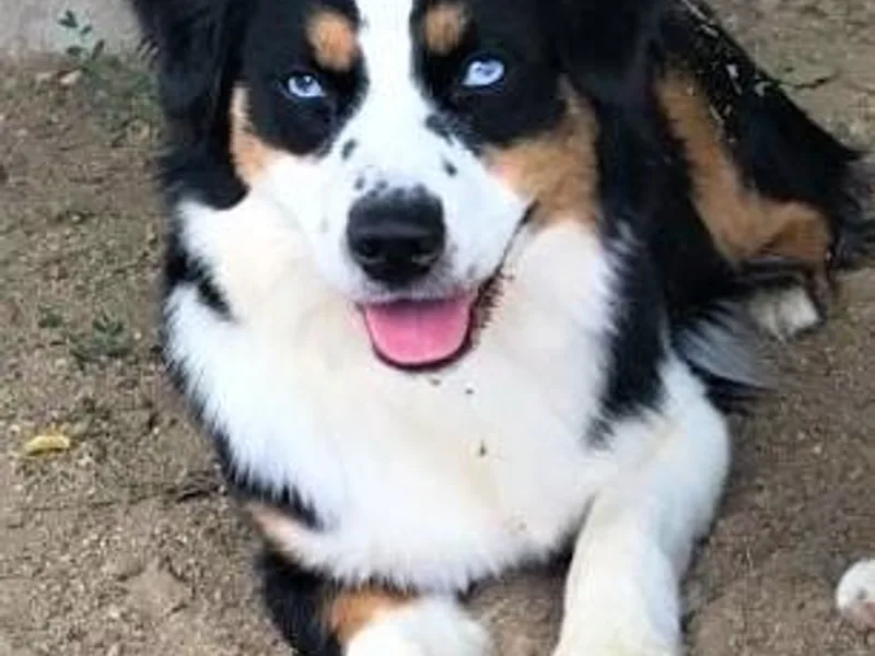 Eagles Landing Miniature American Shepherds