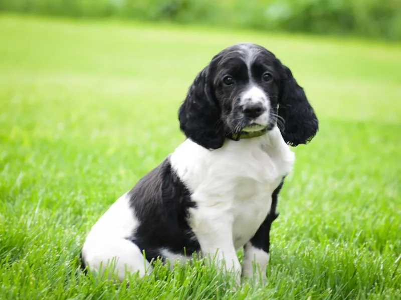 EAGLES NEST KENNELS