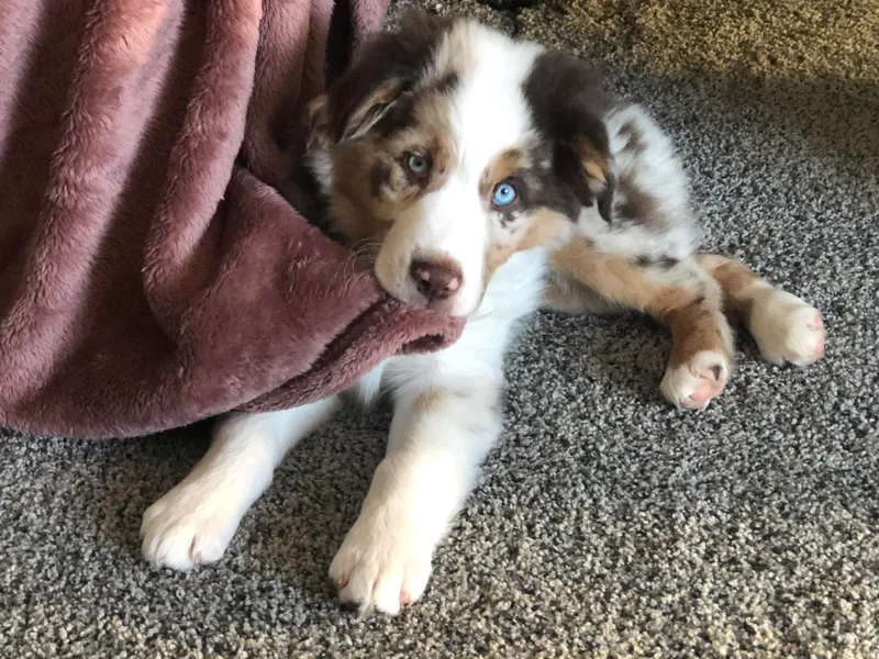 Eardley Acre Mini Aussie &amp; American Shepherds