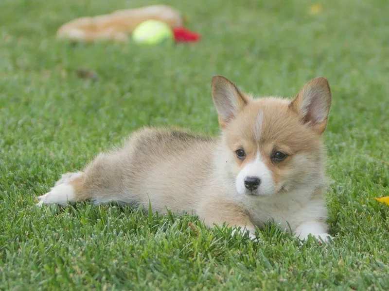 Early Spring Corgis photo 1
