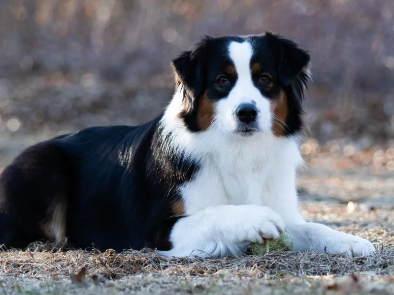 EarlyUp Australian Shepherds