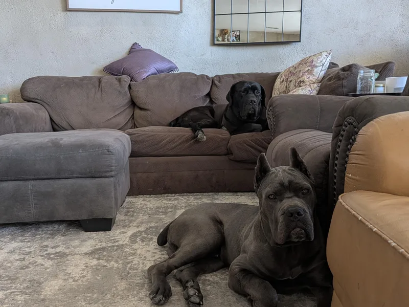 Earth and Ship Cane Corso