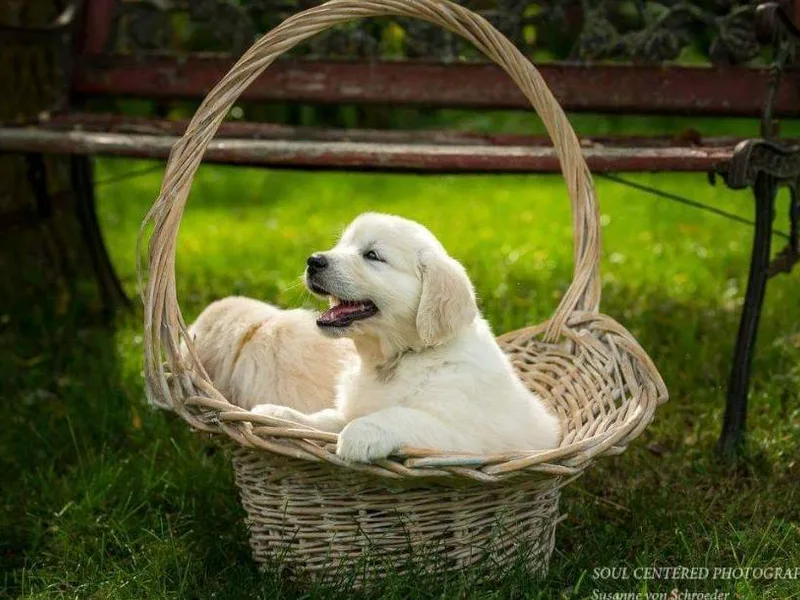Earth Angel Goldens