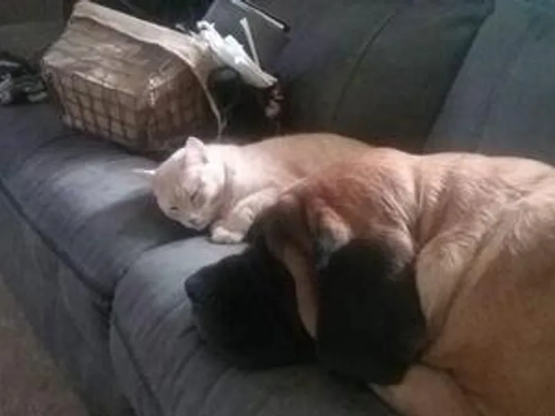 Earth Shaking Mastiffs