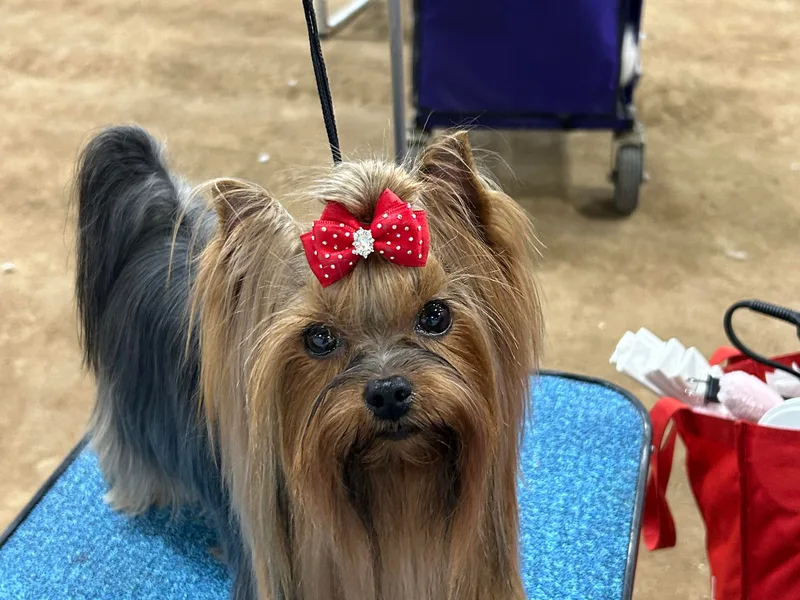 Earthmountain Yorkies