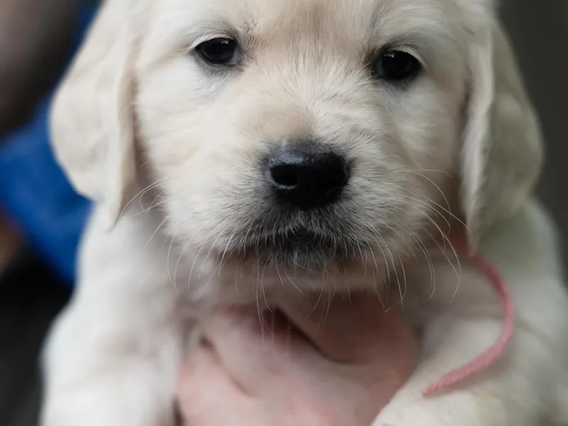 East Bay Golden Retrievers