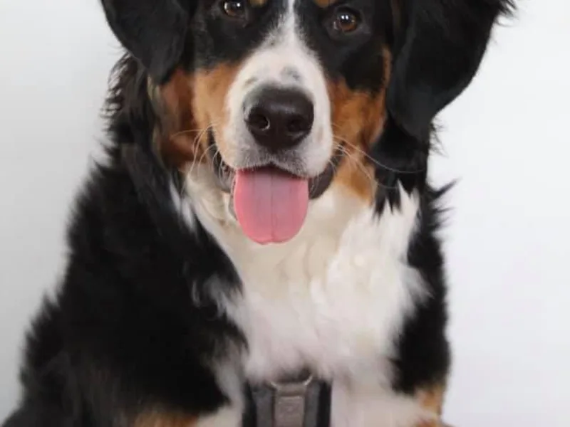 East Coast Bernedoodles