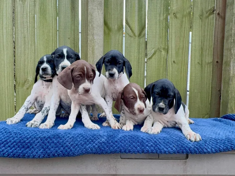 East Coast Bird Dogs