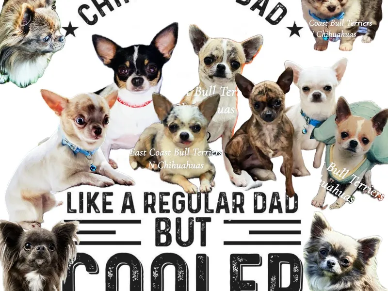 East Coast Bull Terriers N Chihuahuas