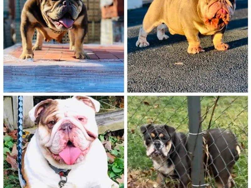 East Coast English Bulldogs