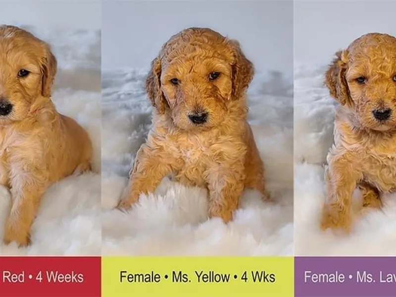 East Coast English Goldendoodles