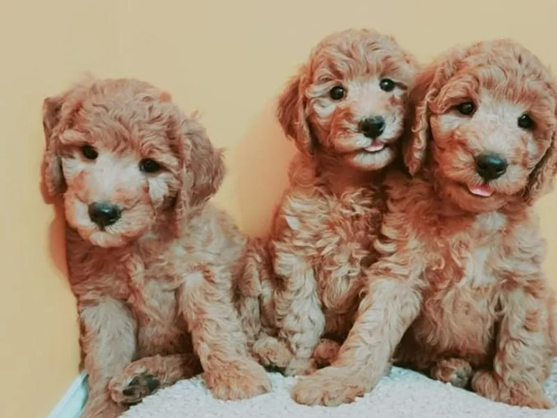 East Coast Goldendoodles