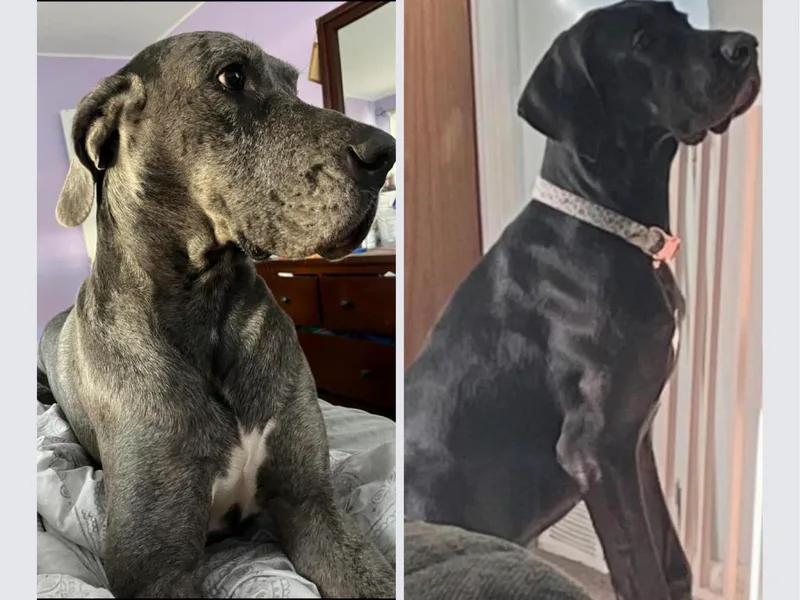 East Coast Great Danes