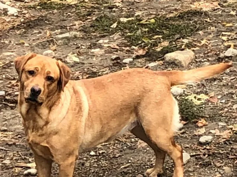 East Coast Labradors