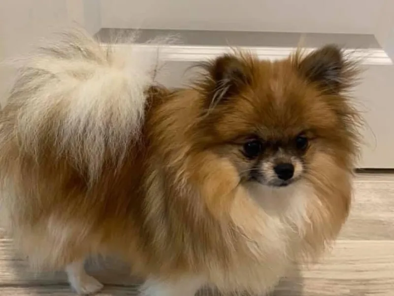 East Coast Poms