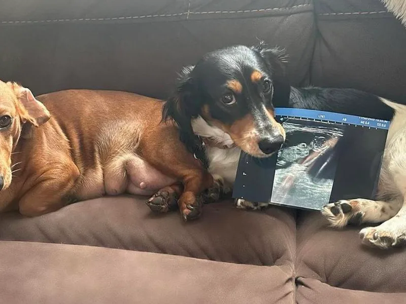 East Coco Mini Dachshunds