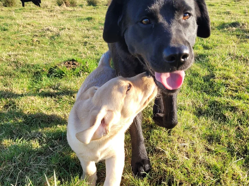 East Deep River Farm and Labradors