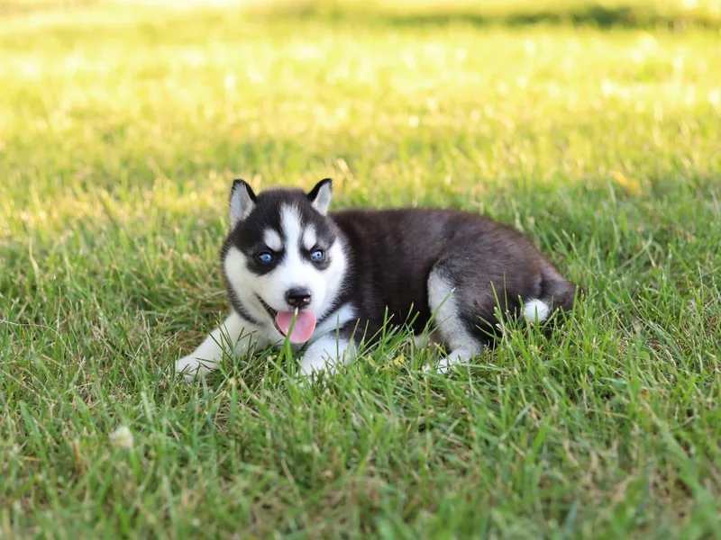 East Inn Huskies