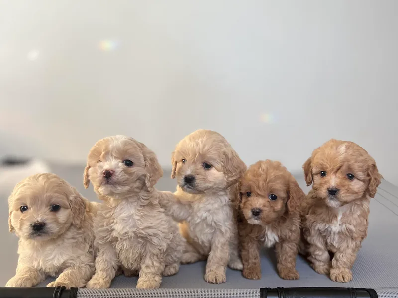East St. Poodles &amp; Doodles