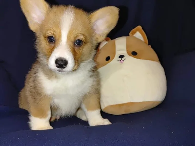 East Tennessee Clark Corgis