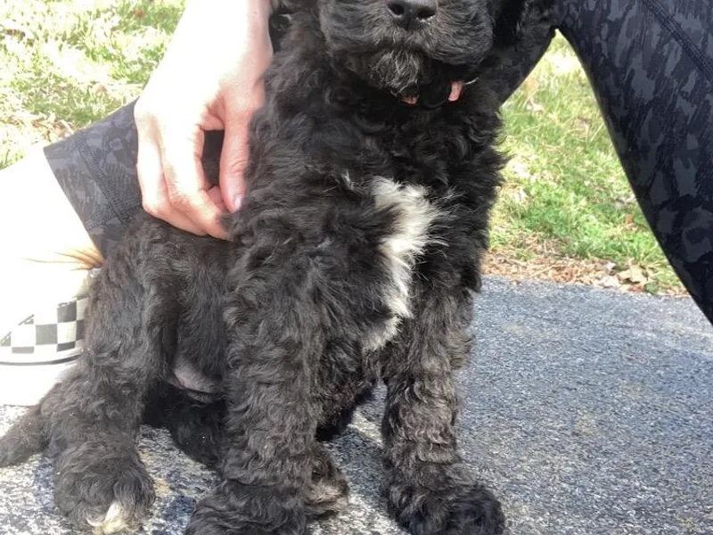 East Tennessee Sheepadoodles