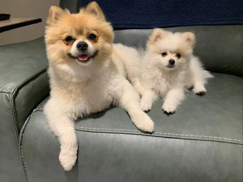 East Texas Pomeranians