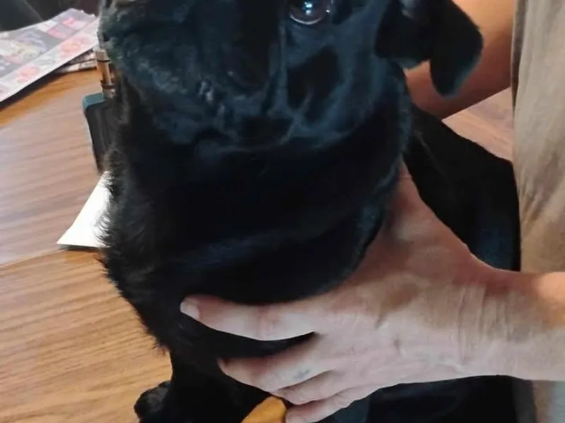 Easter Bostons &amp; Pugs