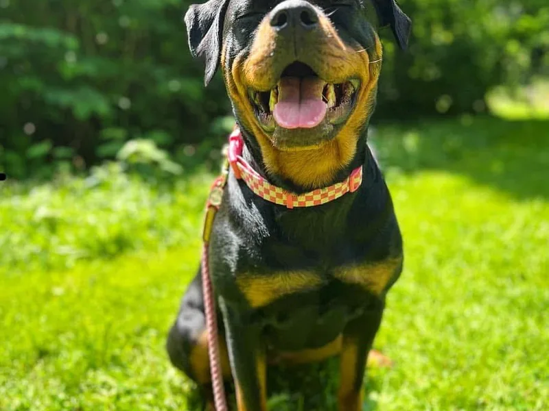 Eastern Mountain Danes &amp; Rottweilers
