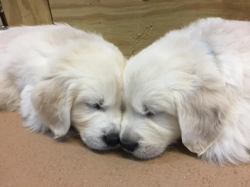 Eastern Shore Goldens