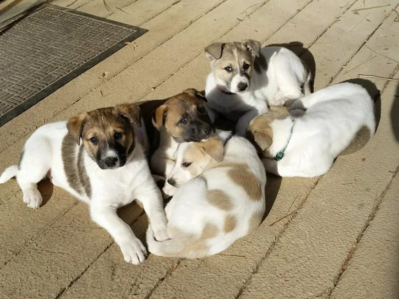 Eastland Canaans photo 1