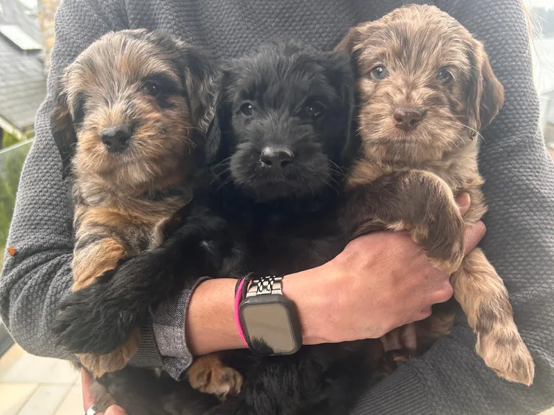 Eastside Labradoodles