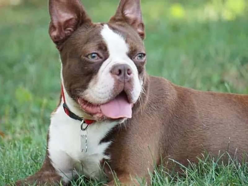 Eastview Boston Terriers