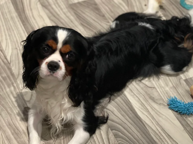 Eastwick Paws Cavaliers