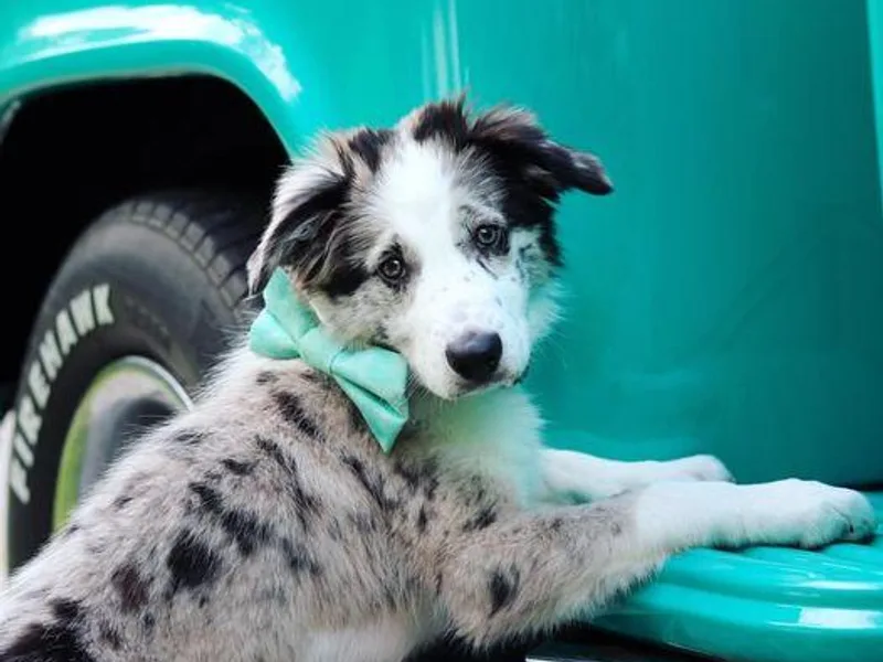 Eastwillow Border Collies