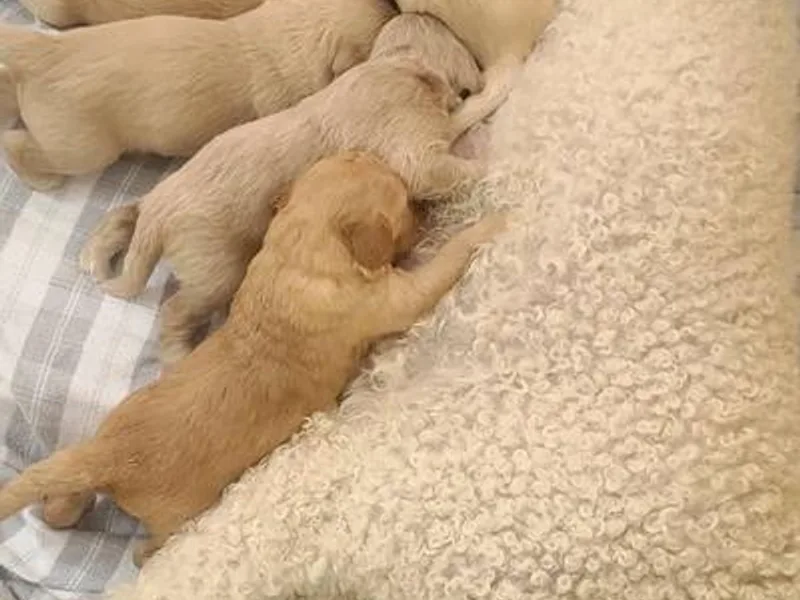 Easy Win Doodles LLC