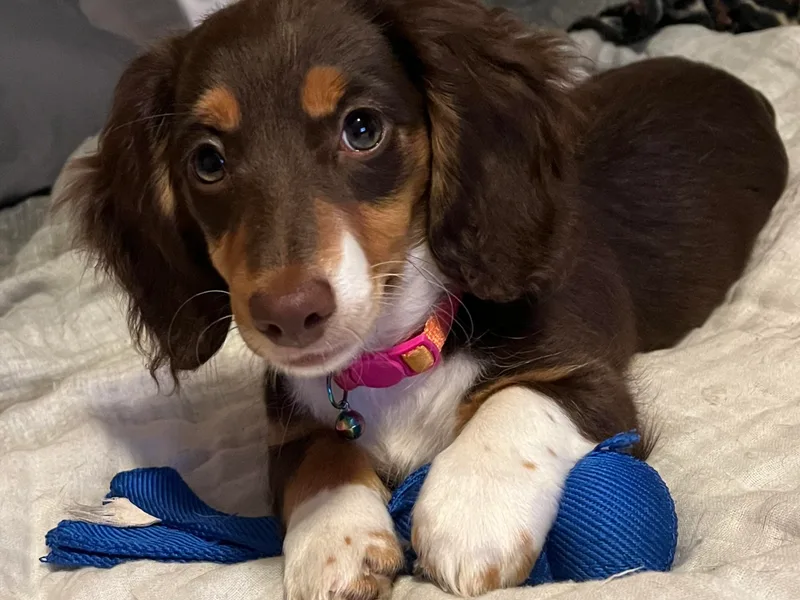 EB's Cajun Lil' Doxies