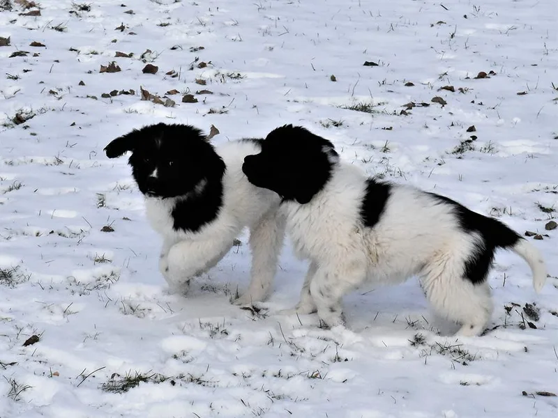 Ebb Tide Kennels and Stables