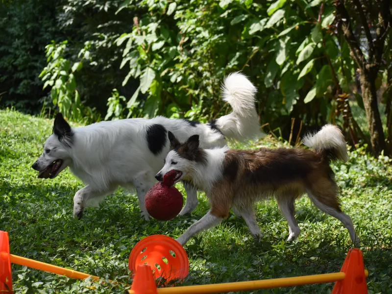 EbbnFlow Border Collies